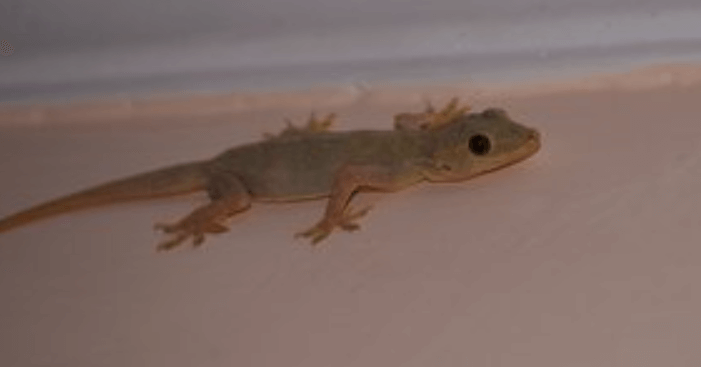 mengusir cicak dari rumah