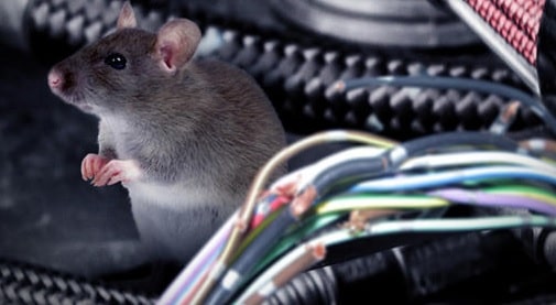 Mengusir Tikus di Mobil